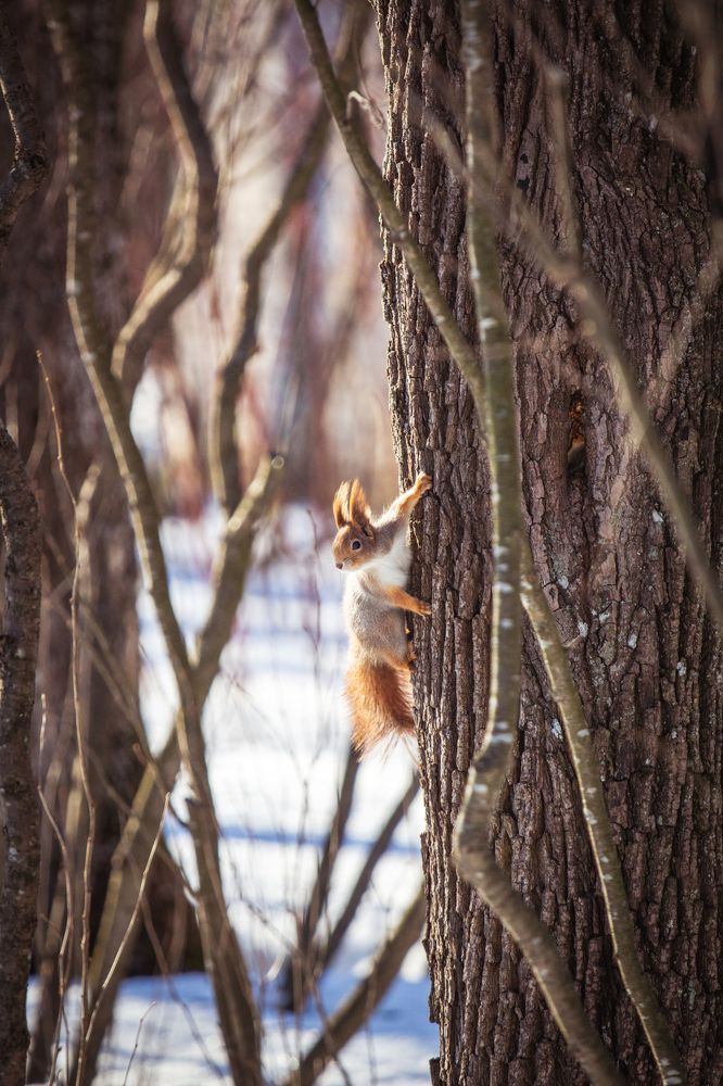 Белка. Просто белка.