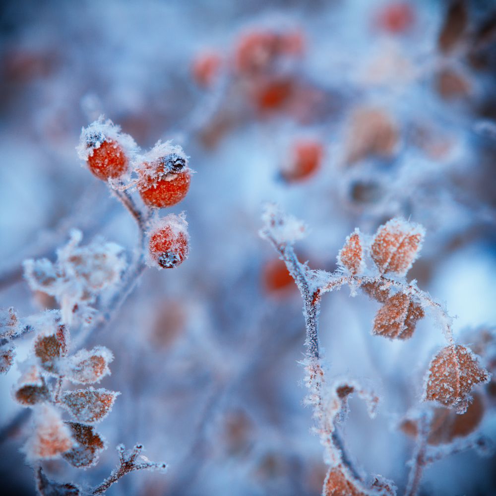 Шиповник мороженный