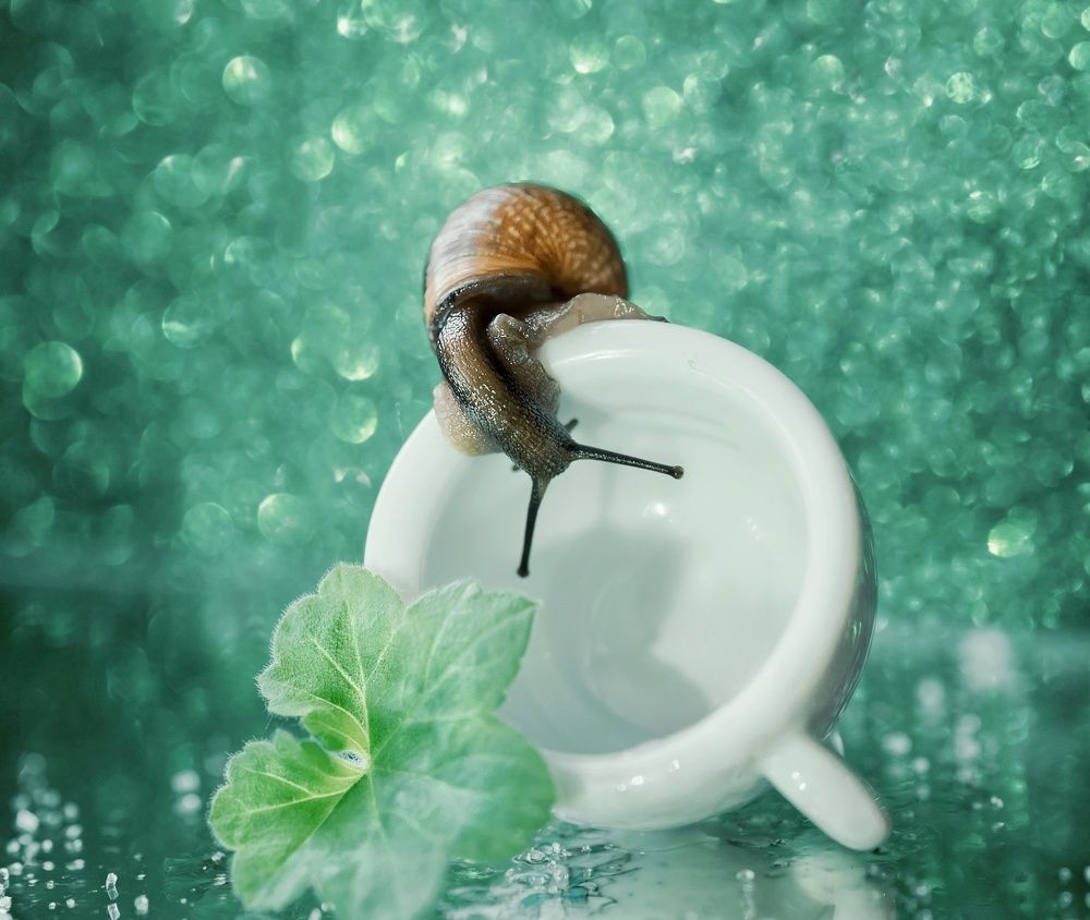 Любопытная улитка