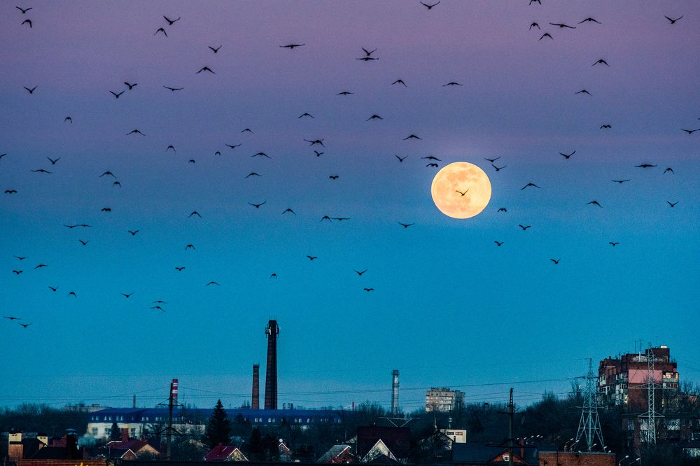 Лунные вороны