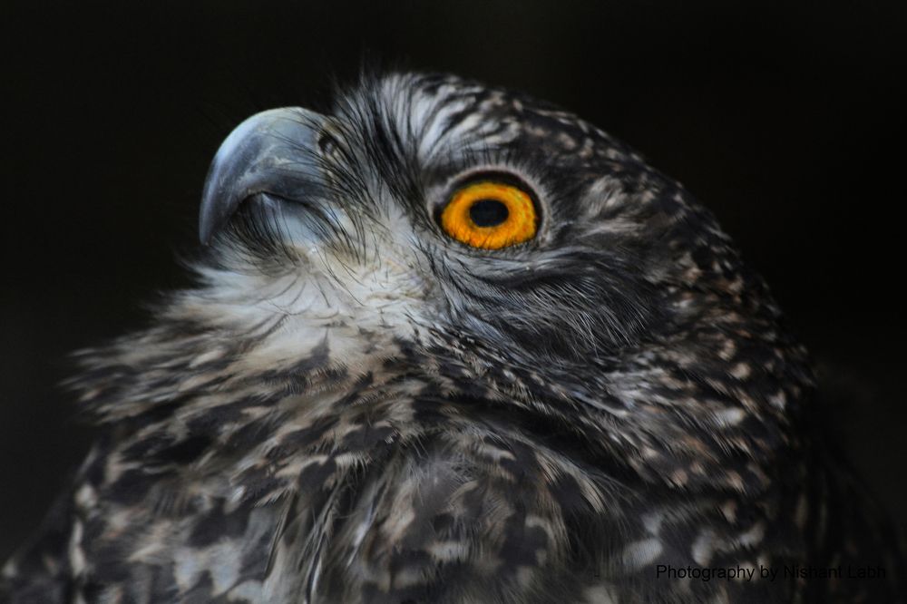 Powerful Owl