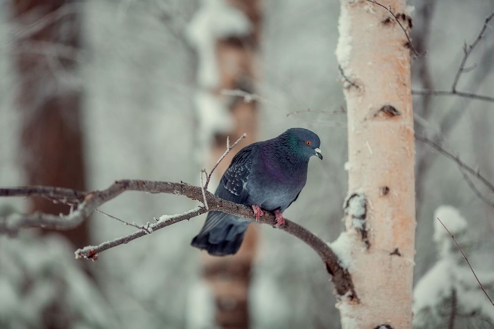 голубь в зимнем бору