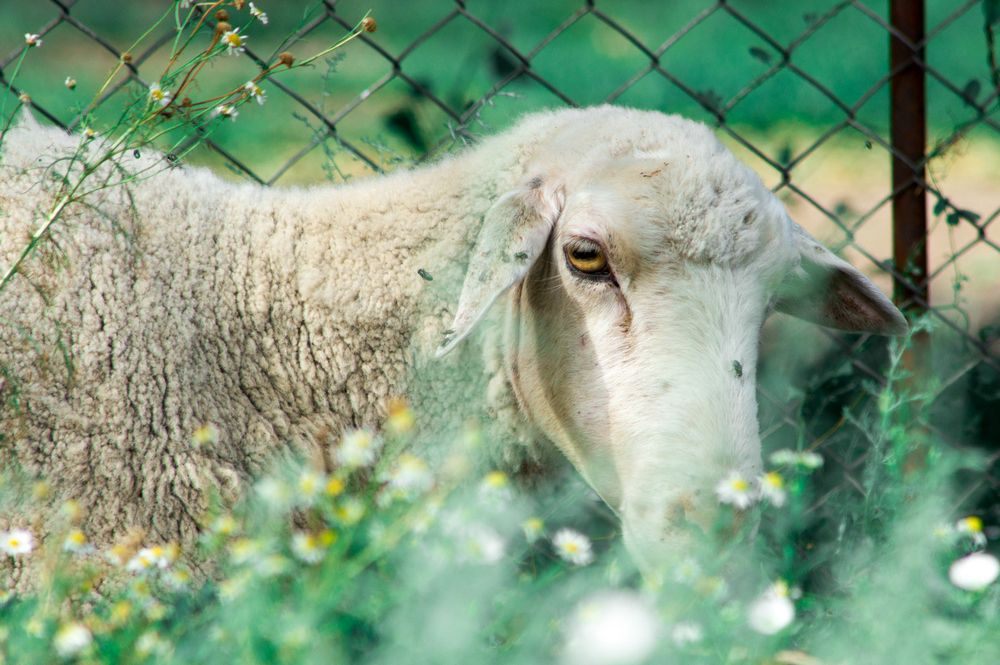 Бедная овечка