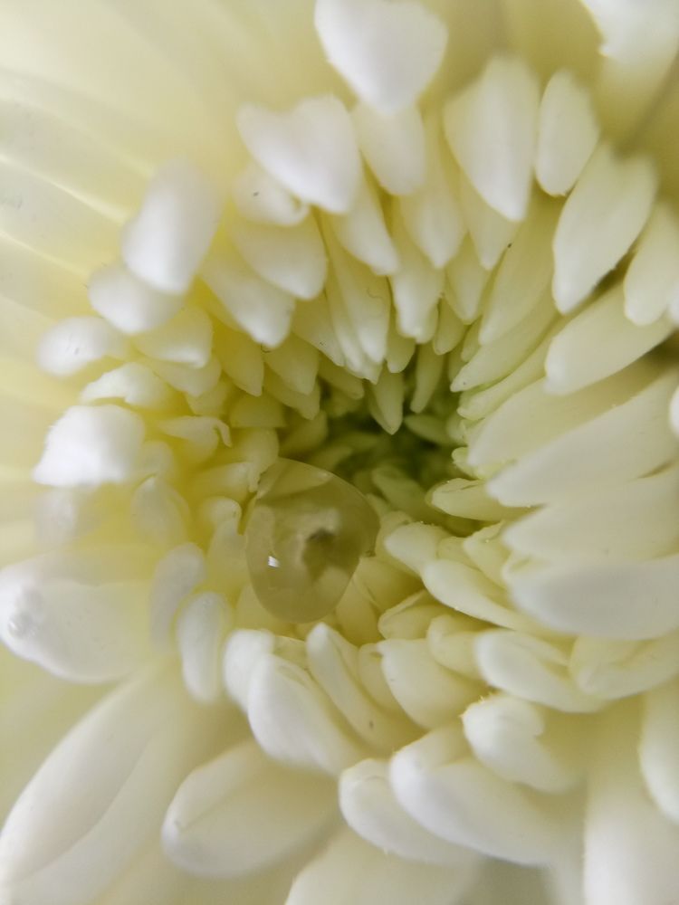 хризантема