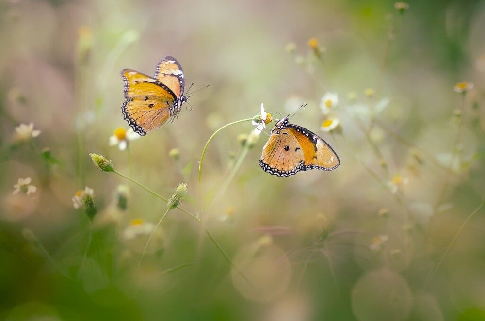 Plain Tiger (Danaus chrysippus)
