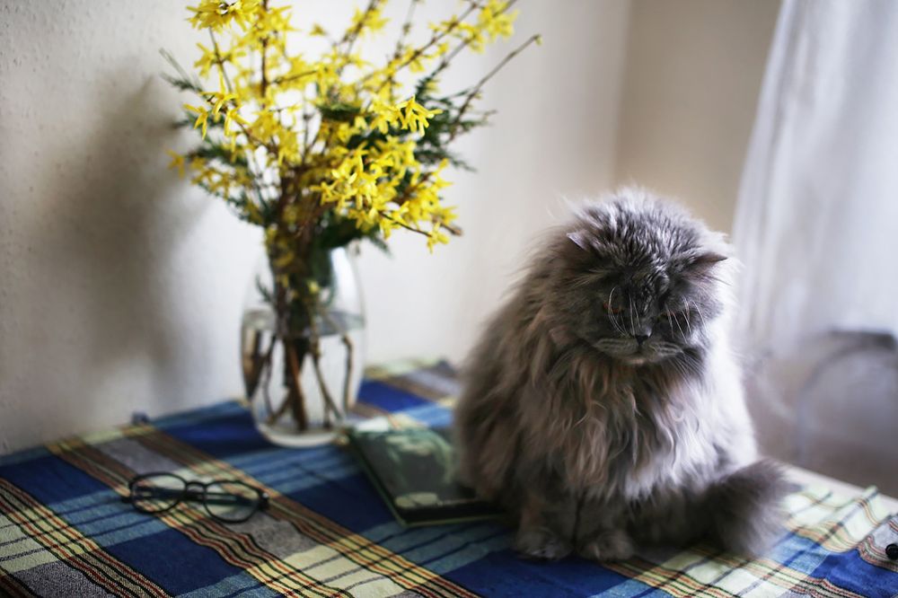 Старичок Ральф