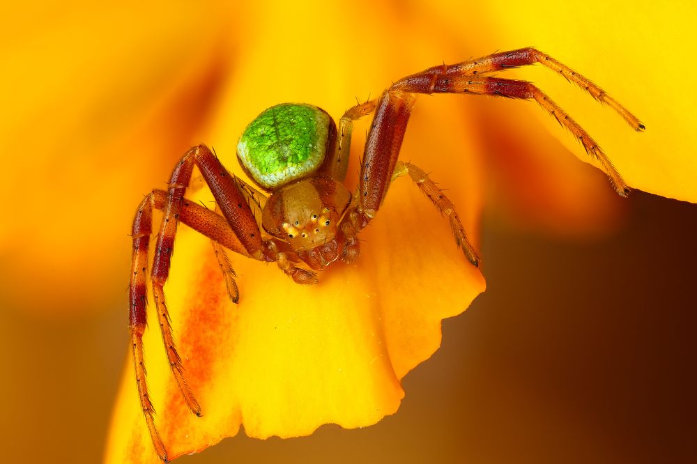 Эбрехтелла