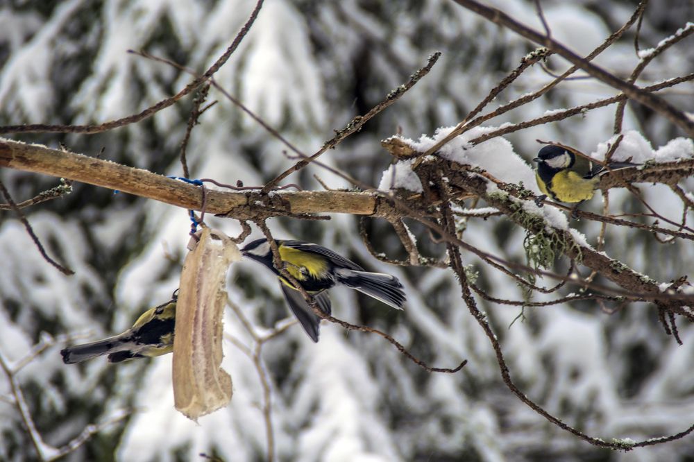 Синичкам как-то Бог послал кусочек сала