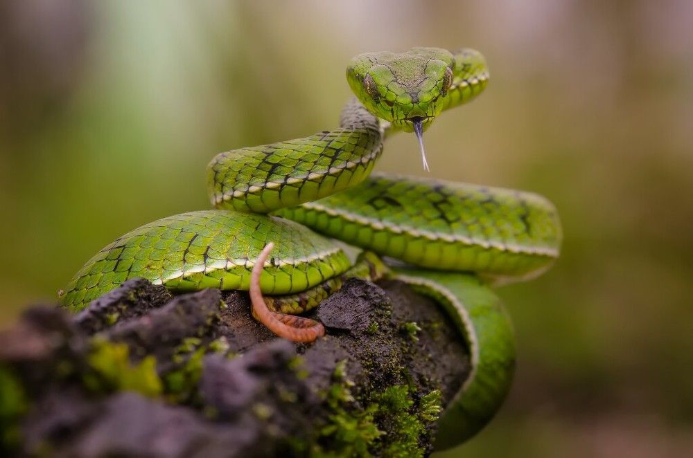 Trimeresurus (parias) sumatranus
