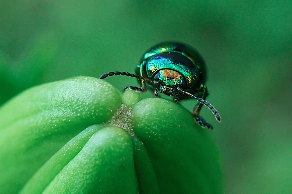 Зеленый в зеленом мире