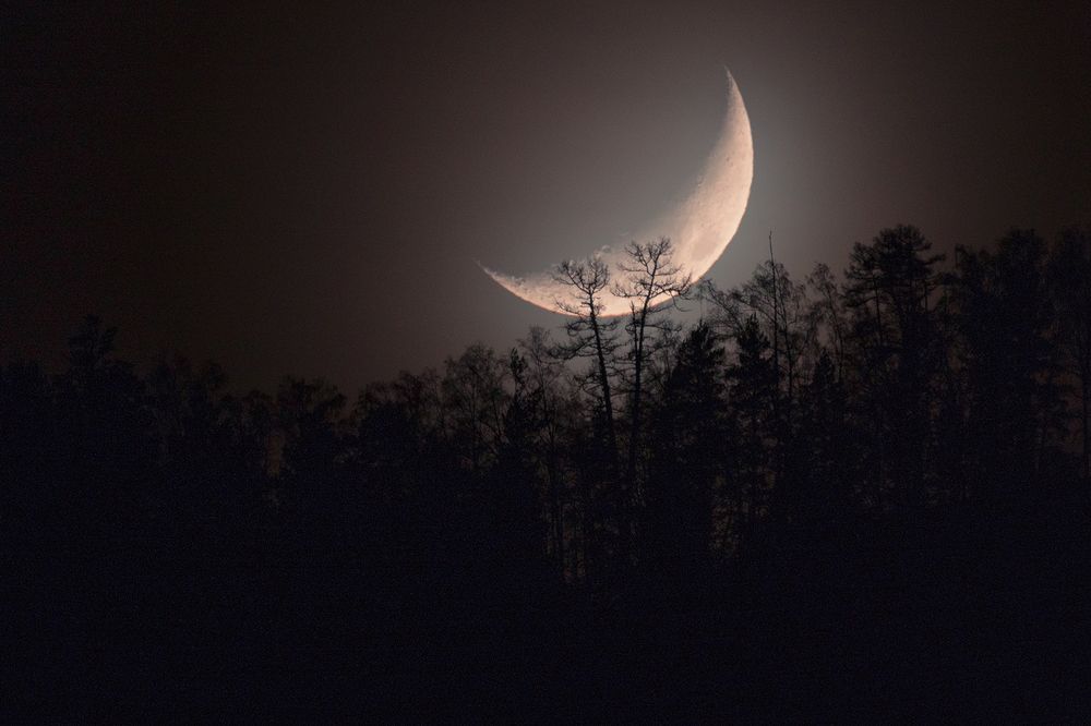 На кончиках ветвей