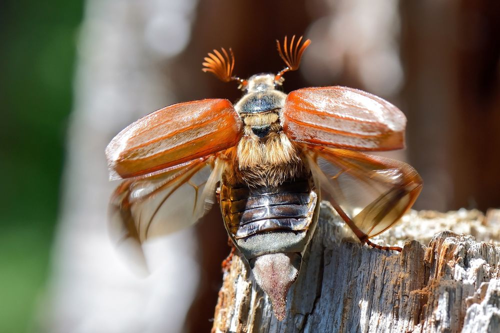 Во всей красе