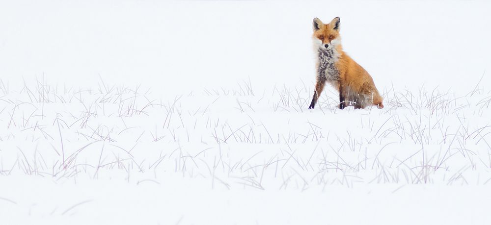 Red fox on the white field