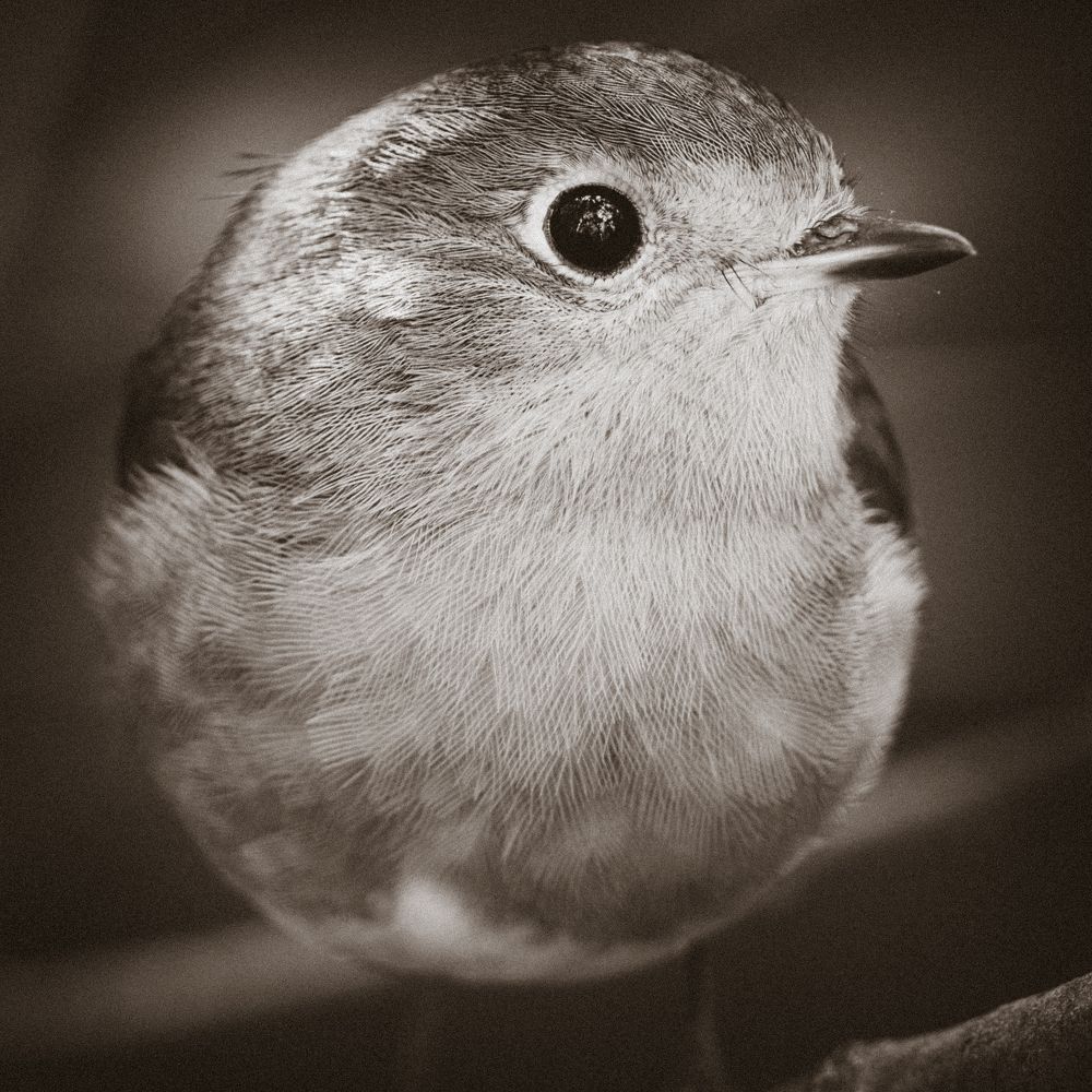 Photograph by Photons Reflectitur