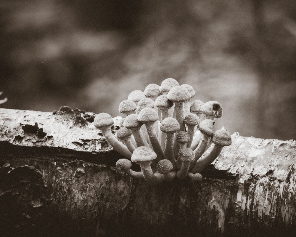 Photograph by Photons Reflectitur