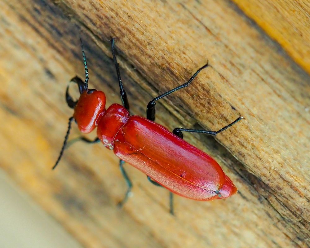 Photograph by Photons Reflectitur