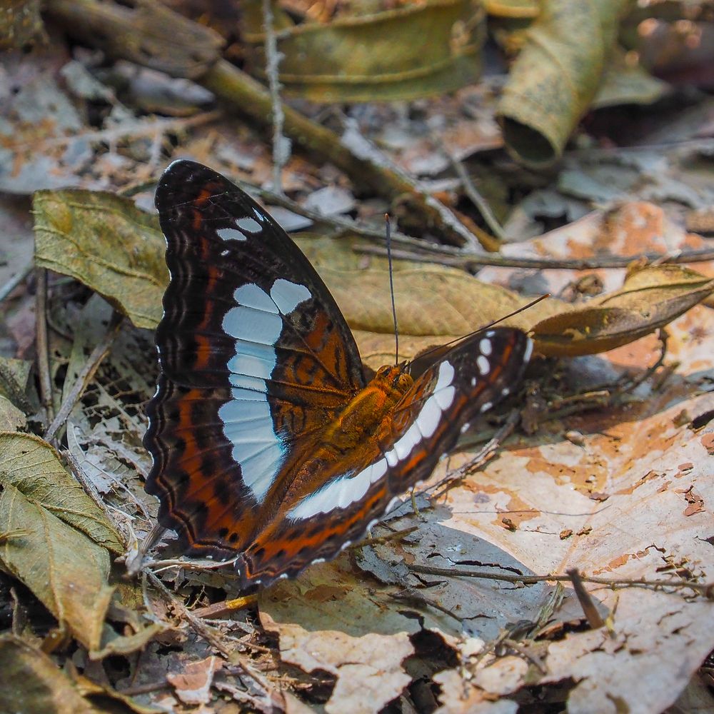 Photograph by Photons Reflectitur