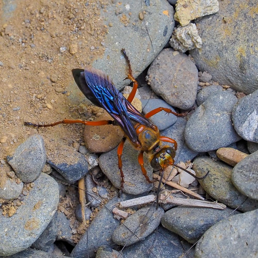 Photograph by Photons Reflectitur