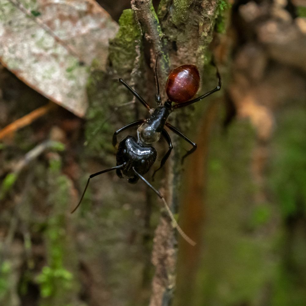 Photograph by Photons Reflectitur