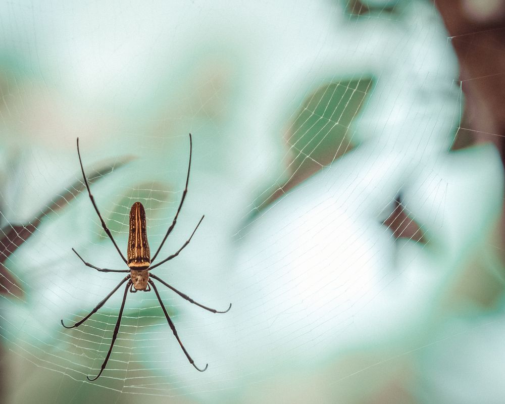 Photograph by Photons Reflectitur