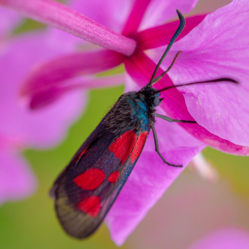 Photograph by Photons Reflectitur