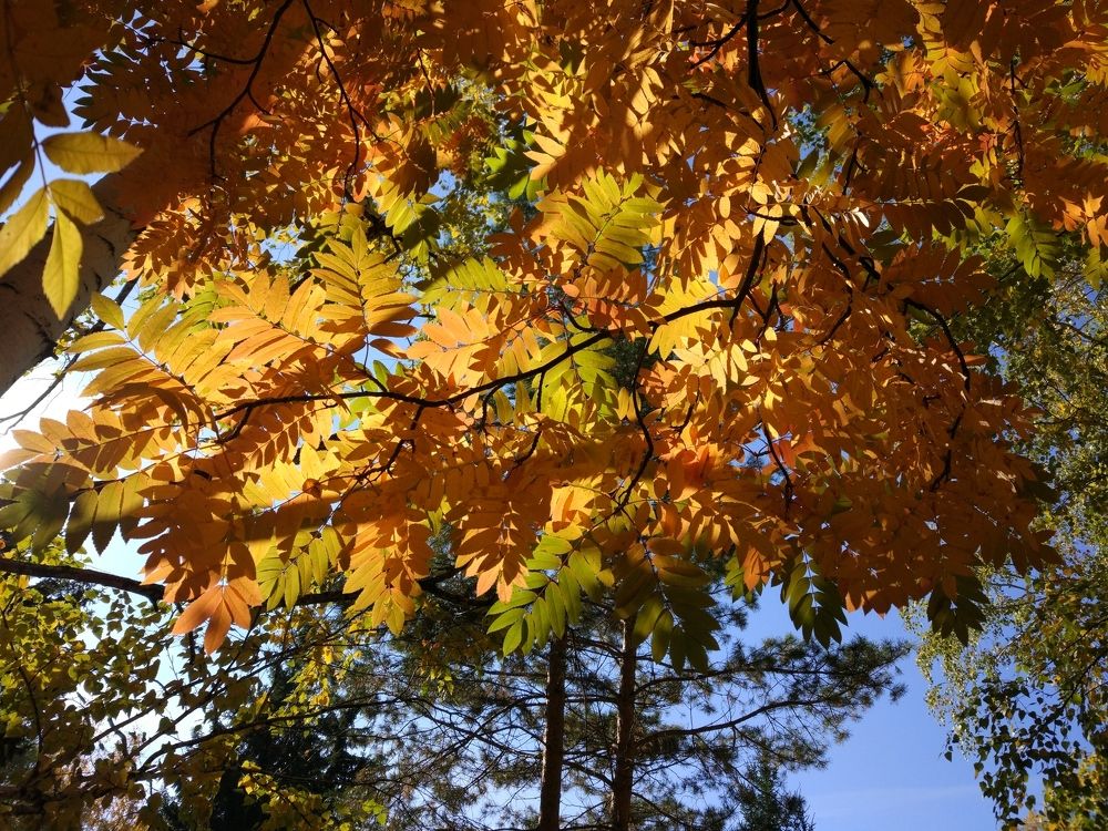 Осенние листья