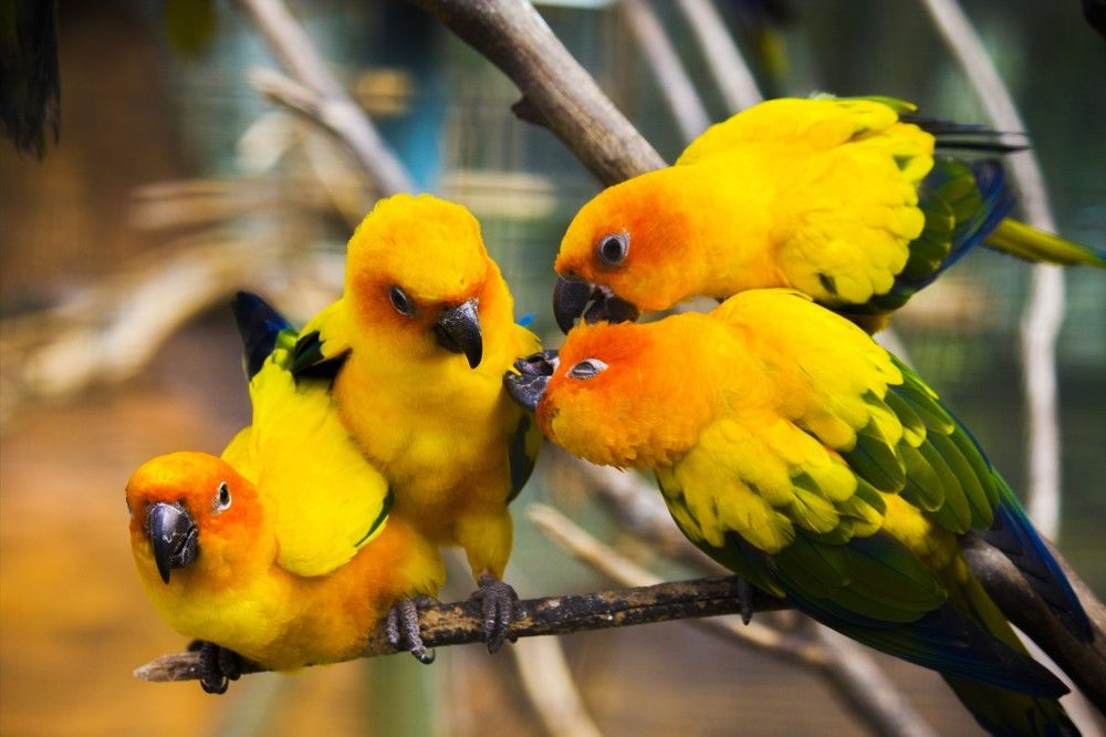 The Sun Conure