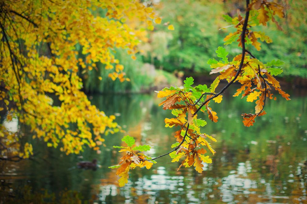 Осенний пруд