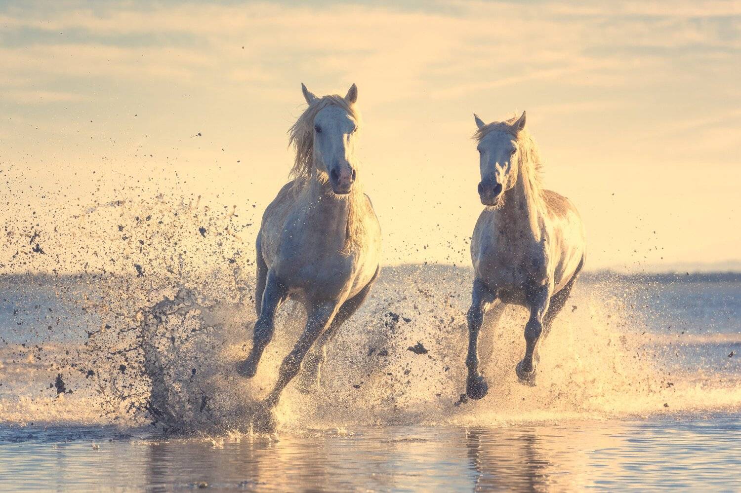 Horses of the sea