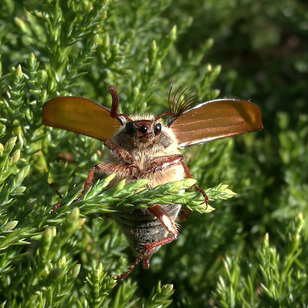Весёлый майский жук