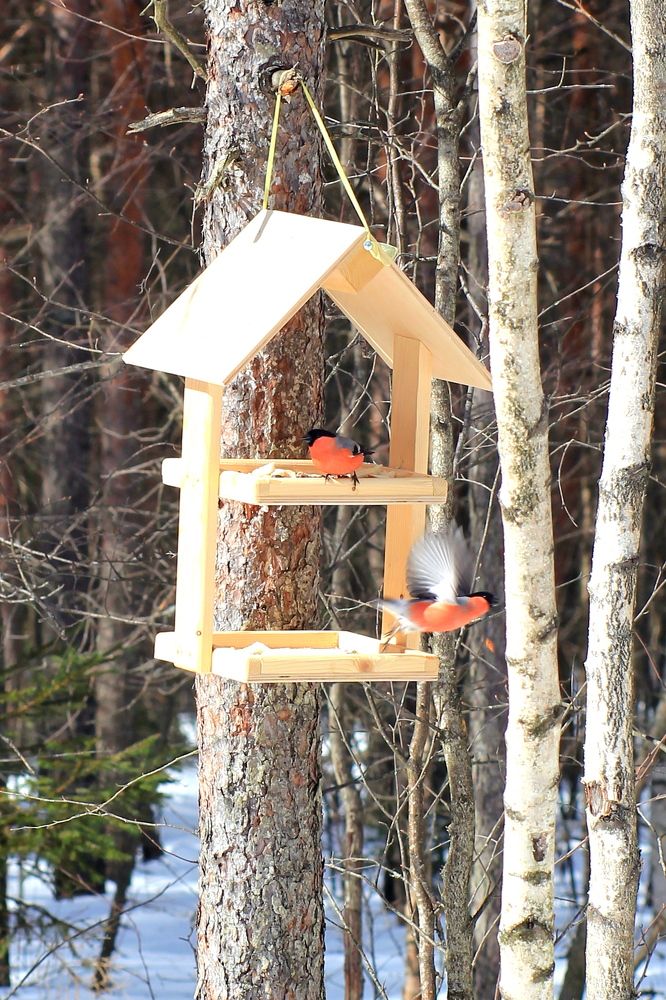 Снегири весной