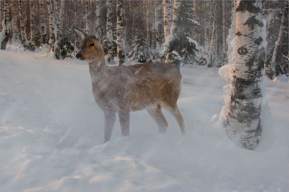 Однажды в лесу