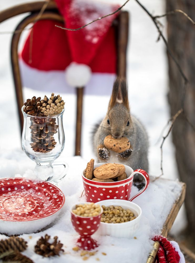 Дачные белочки