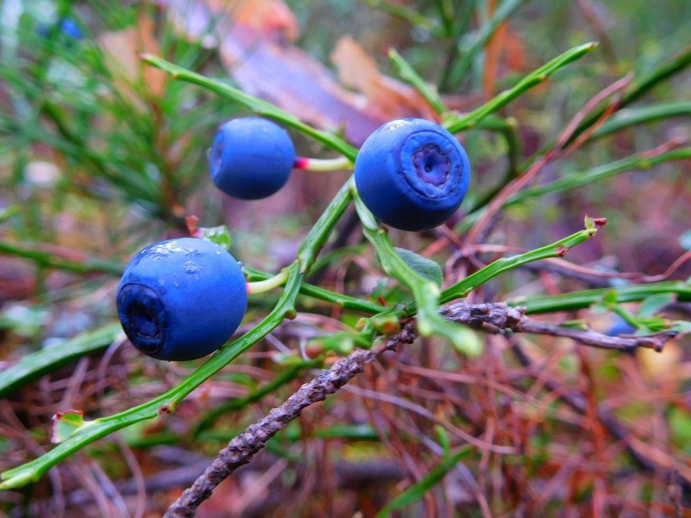 Черника ягодка