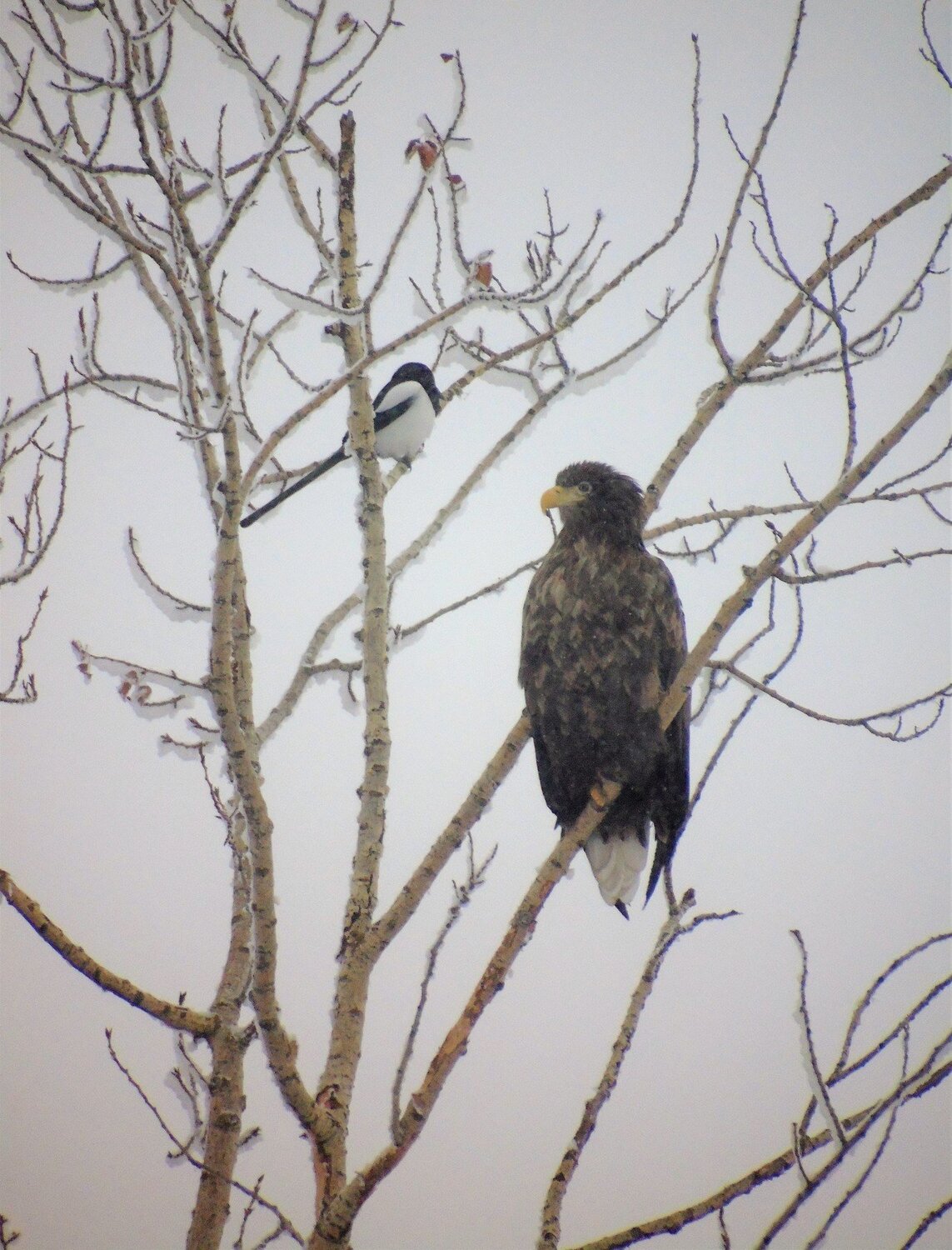 Photo #3008803