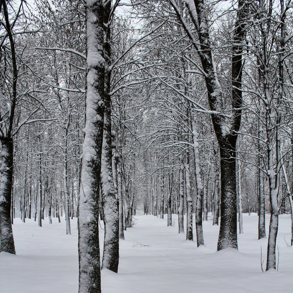 Зимний пейзаж