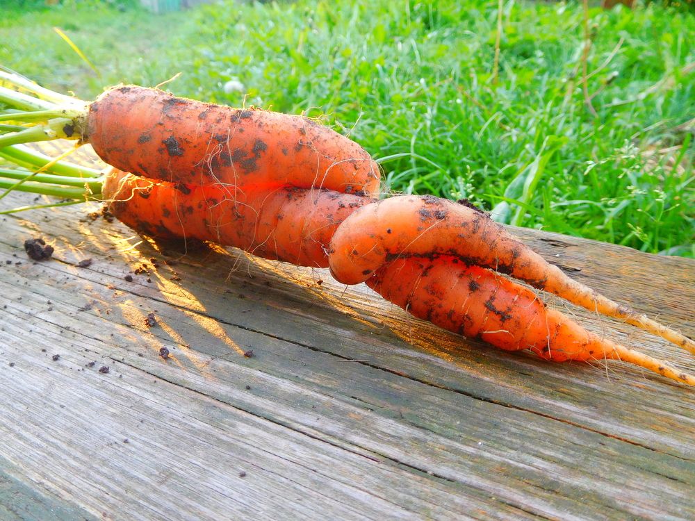 Любовь-морковь