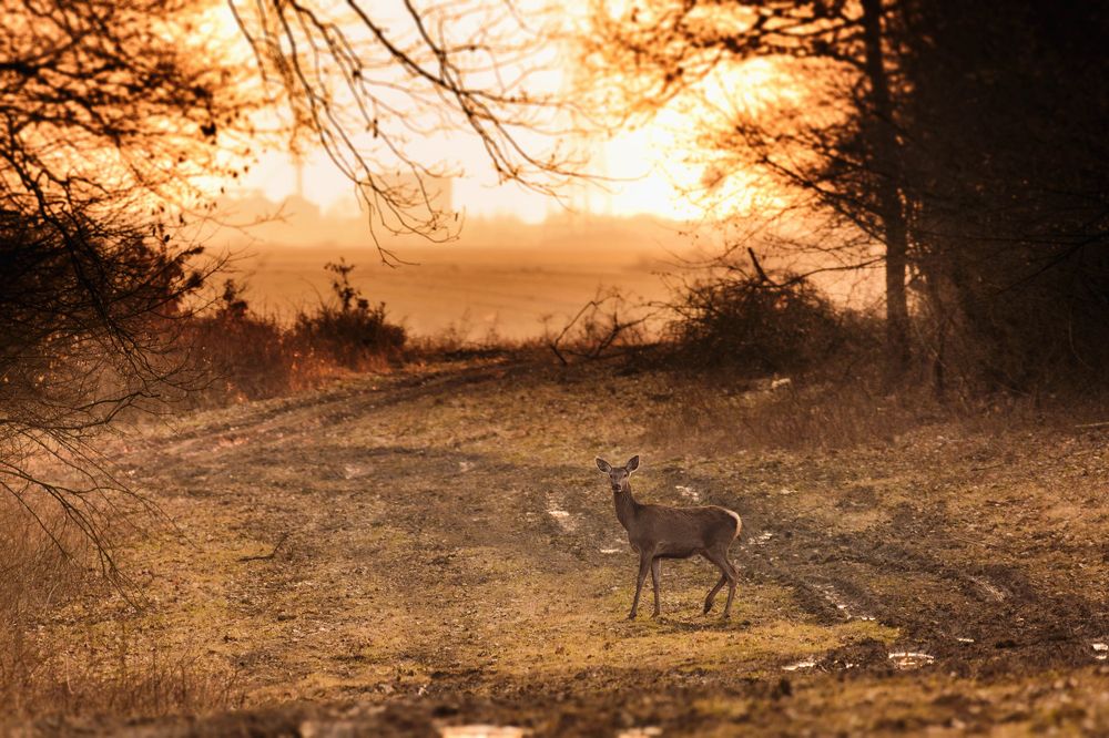 Red deer on sunset