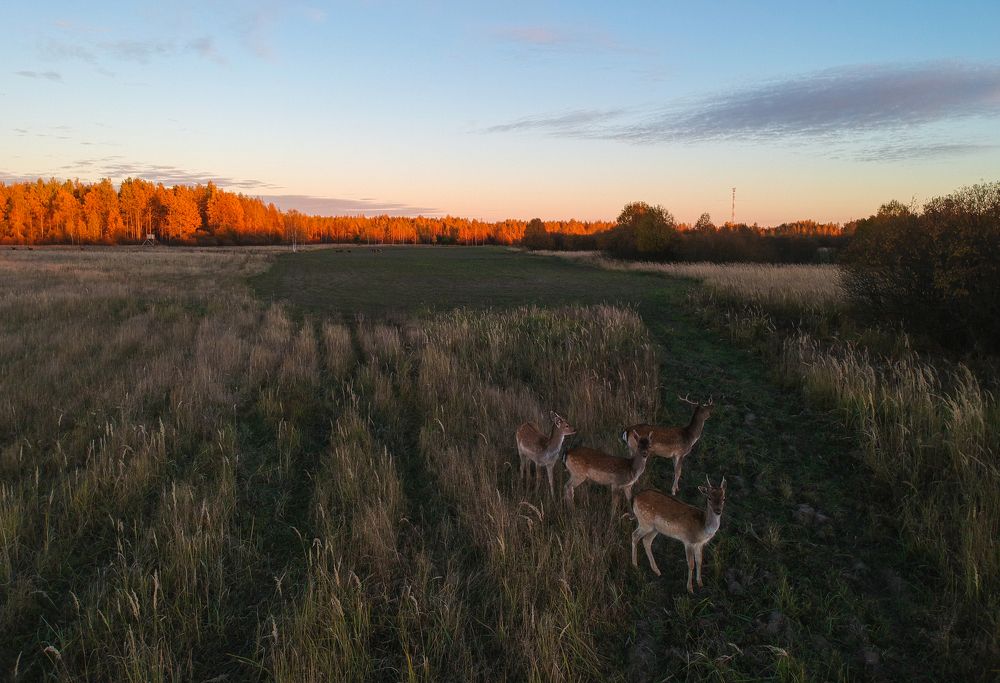 Лани в поле