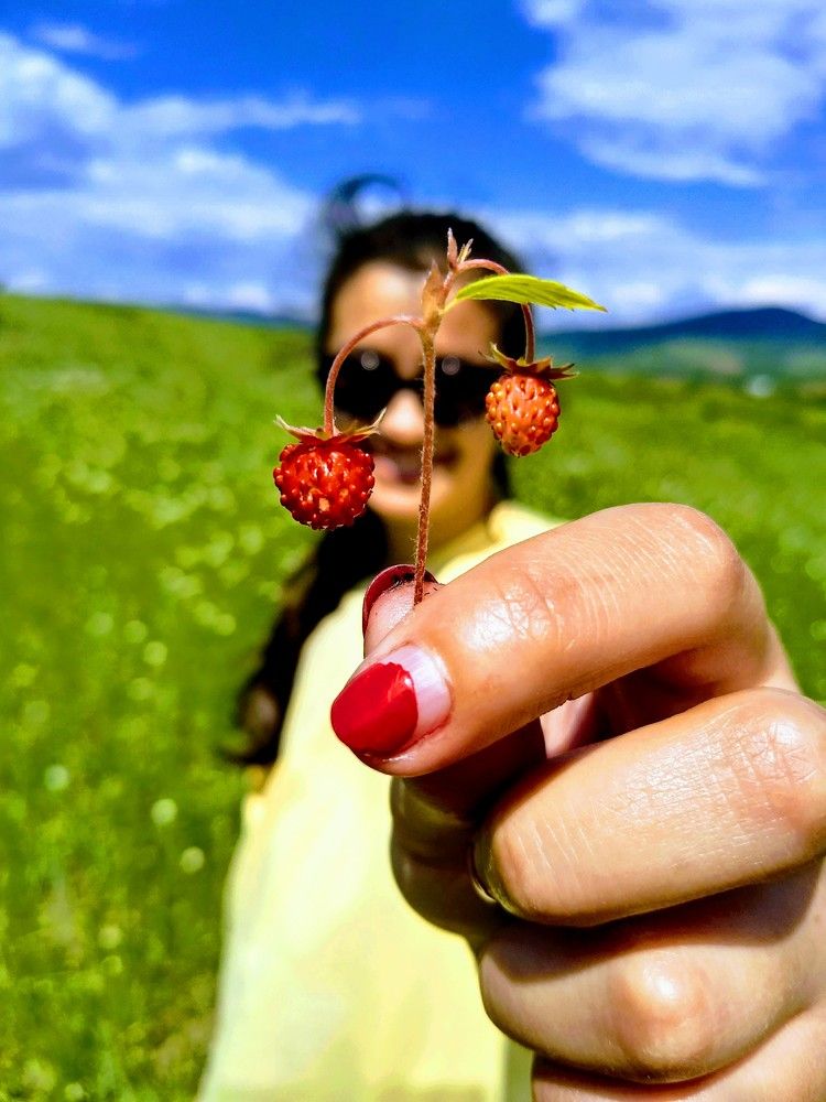wild strawberry focused