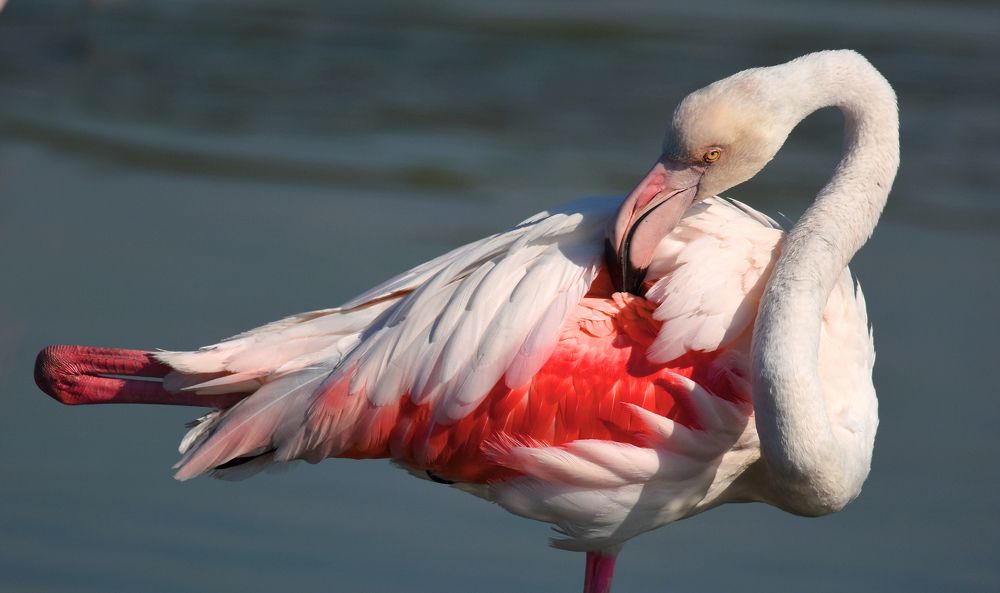 I'm bleeding for you!