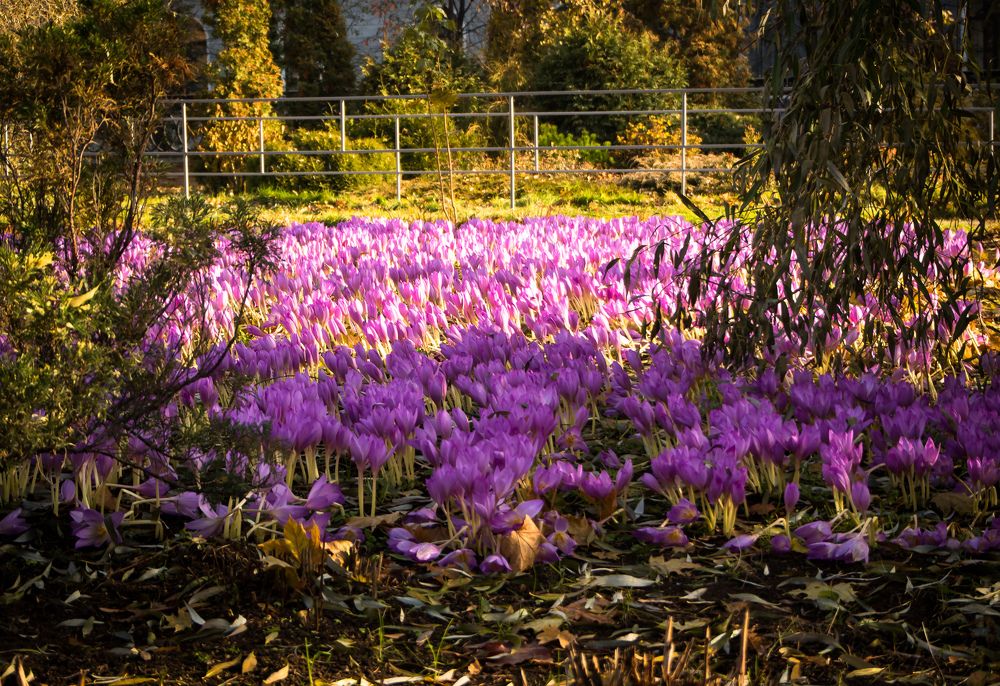 Последние цветы осени