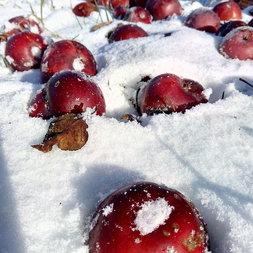 Яблоки на снегу
