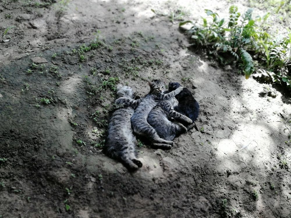 Кошачья семья на отдыхе