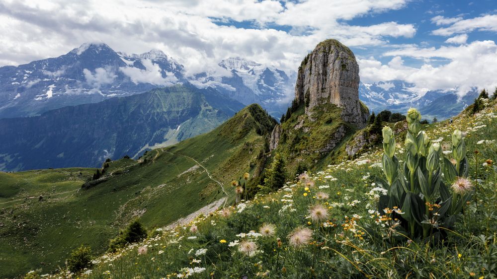 Schynige Platte - Switzerland