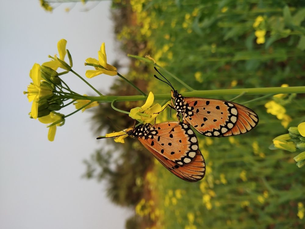 Mating of butterfly