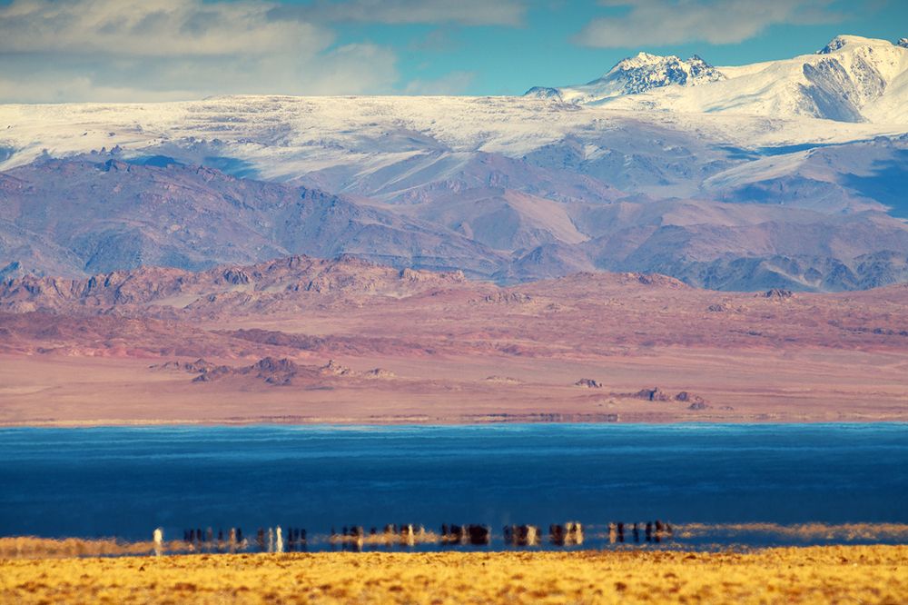 Лошадиный штрих-код