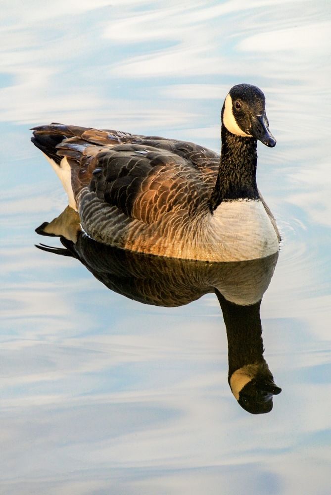 Goose reflection