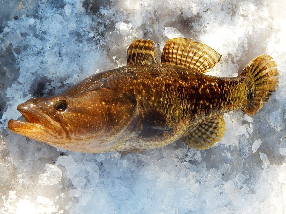 На зимней рыбалке