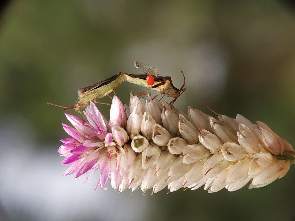 Wild bug mating